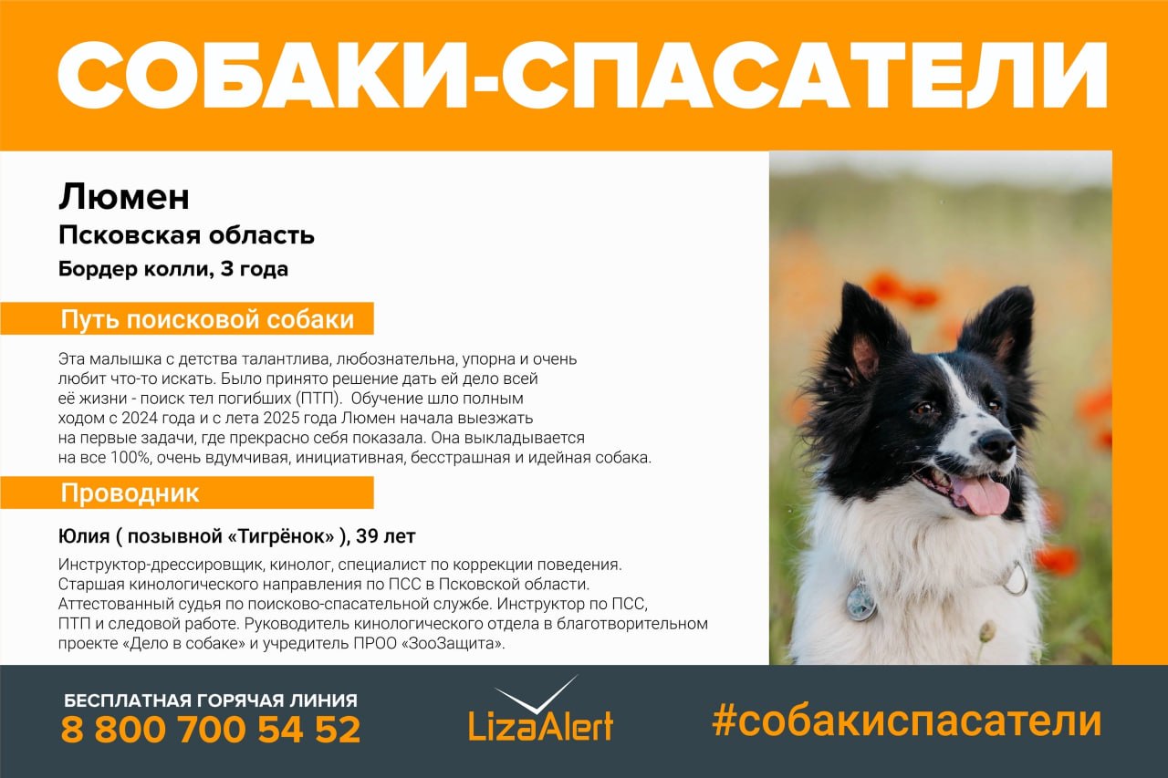 Неизвестный убил в лесу двух собак-спасателей из «ЛизаАлерт» Неизвестный убил в лесу двух собак-спасателей из «ЛизаАлерт»