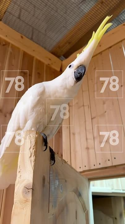 Следком возбудил уголовное дело о хулиганстве после гибели попугаев в Кудрово