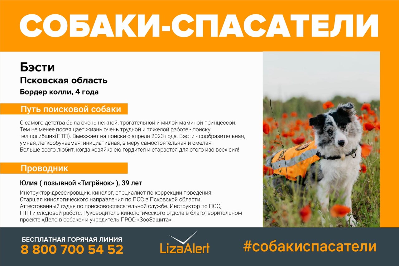 Неизвестный убил в лесу двух собак-спасателей из «ЛизаАлерт»