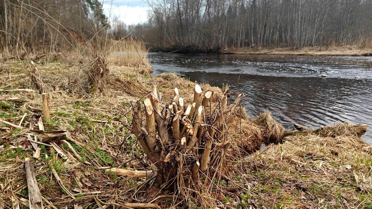 На реке Оредеж в Ленобласти бобры «вырезали» деревянные букеты