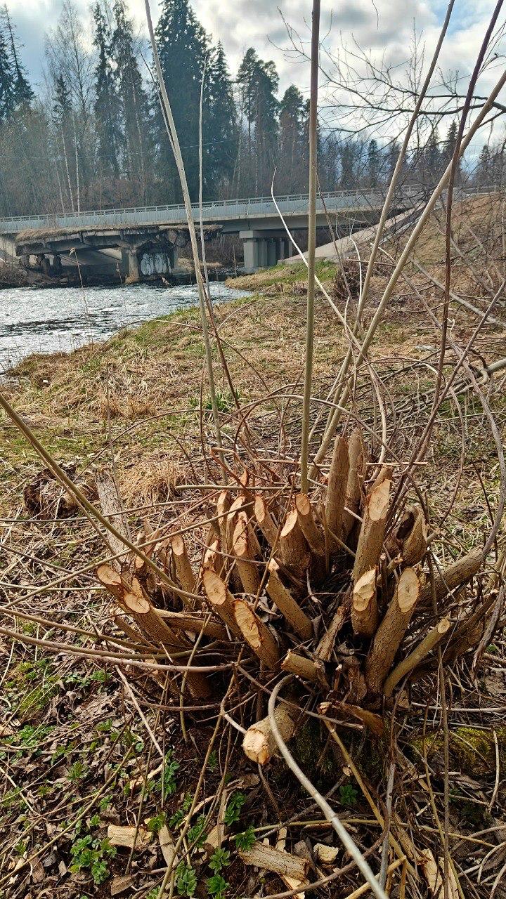 На реке Оредеж в Ленобласти бобры «вырезали» деревянные букеты На реке Оредеж в Ленобласти бобры «вырезали» деревянные букеты
