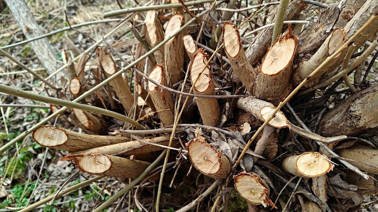 На реке Оредеж в Ленобласти бобры «вырезали» деревянные букеты На реке Оредеж в Ленобласти бобры «вырезали» деревянные букеты