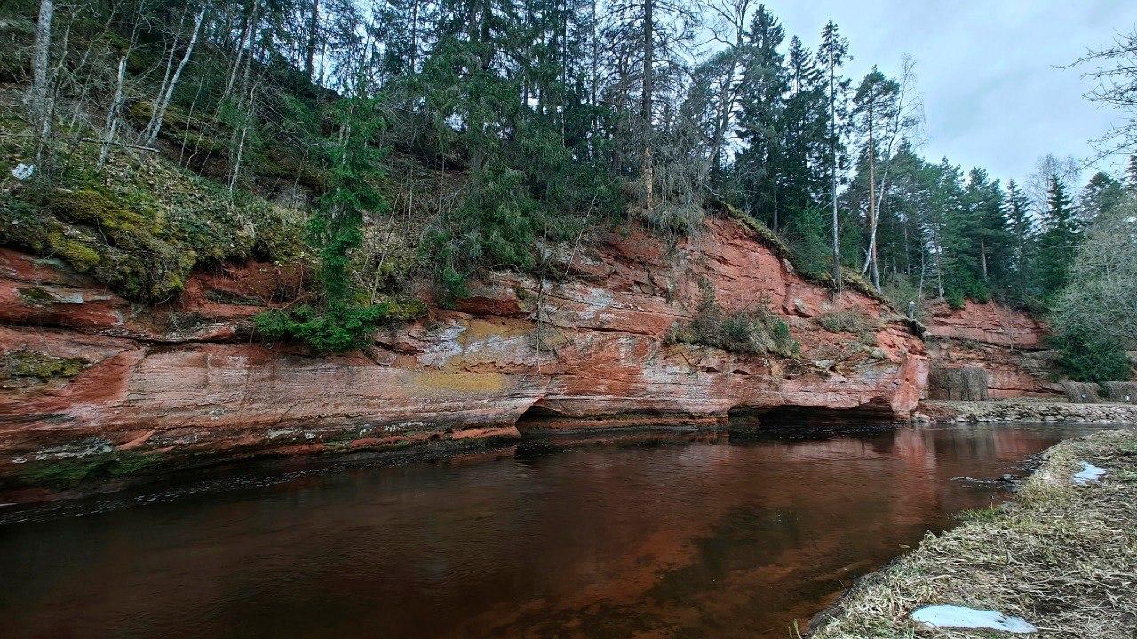 На реке Оредеж в Ленобласти бобры «вырезали» деревянные букеты На реке Оредеж в Ленобласти бобры «вырезали» деревянные букеты