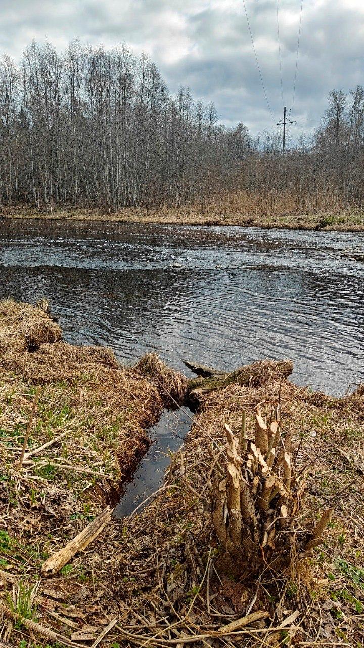 На реке Оредеж в Ленобласти бобры «вырезали» деревянные букеты На реке Оредеж в Ленобласти бобры «вырезали» деревянные букеты