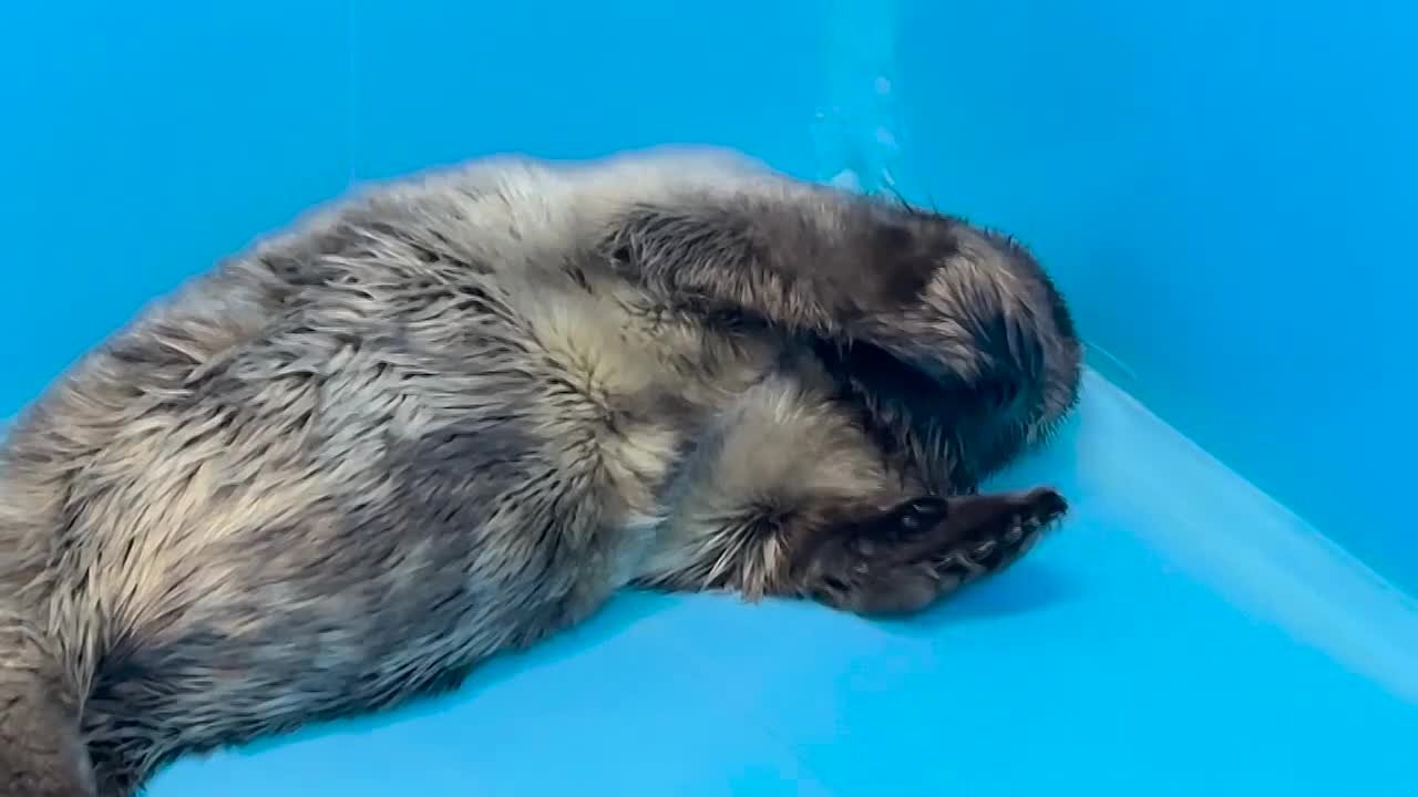 Спасенные в Ленобласти нерпята не спешат линять и мечтают о молоке