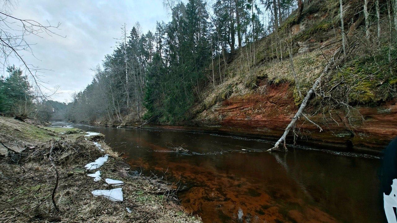 На реке Оредеж в Ленобласти бобры «вырезали» деревянные букеты На реке Оредеж в Ленобласти бобры «вырезали» деревянные букеты