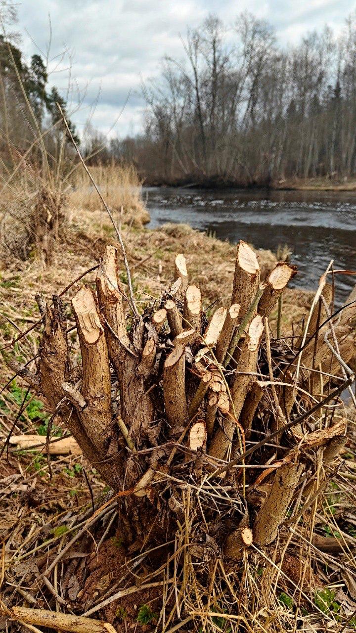 На реке Оредеж в Ленобласти бобры «вырезали» деревянные букеты На реке Оредеж в Ленобласти бобры «вырезали» деревянные букеты