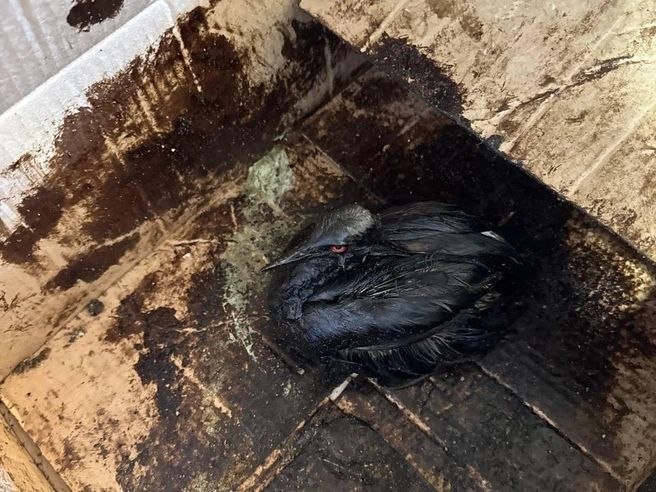 Пятно нефтепродуктов и более 200 погибших птиц нашли на побережье Анапы Пятно нефтепродуктов и более 200 погибших птиц нашли на побережье Анапы