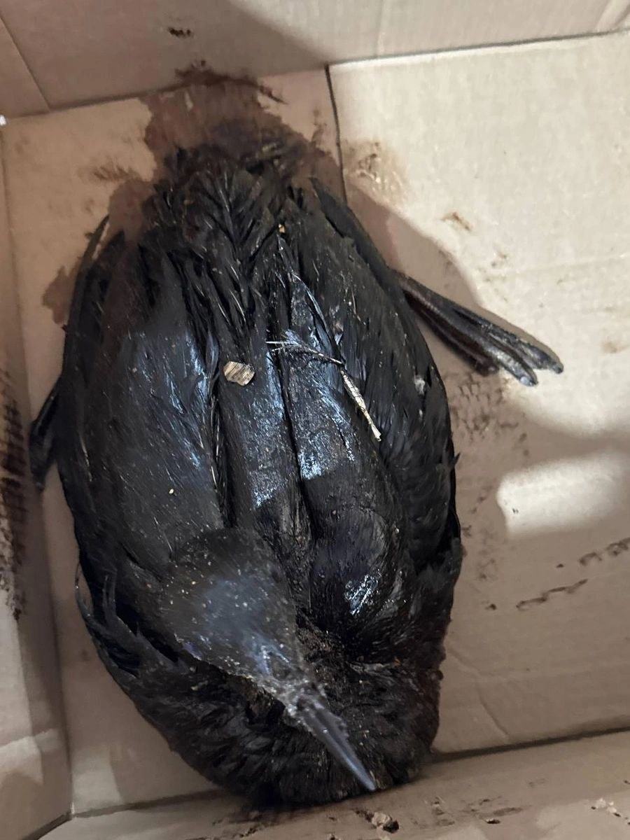 Пятно нефтепродуктов и более 200 погибших птиц нашли на побережье Анапы Пятно нефтепродуктов и более 200 погибших птиц нашли на побережье Анапы