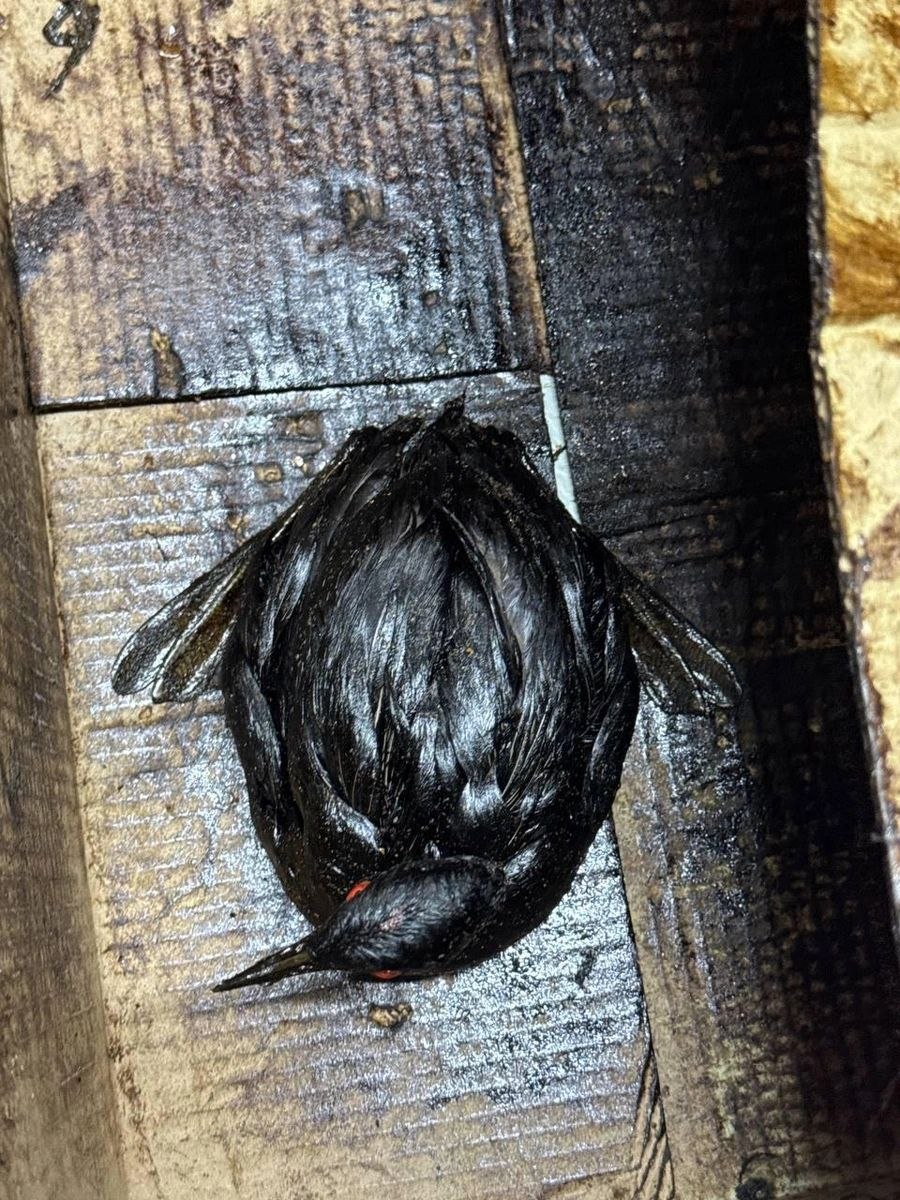 Пятно нефтепродуктов и более 200 погибших птиц нашли на побережье Анапы Пятно нефтепродуктов и более 200 погибших птиц нашли на побережье Анапы