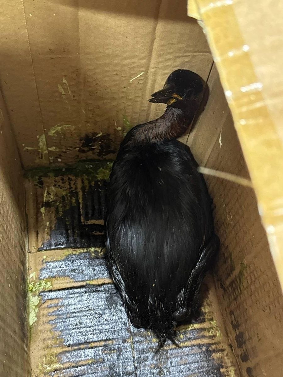 Пятно нефтепродуктов и более 200 погибших птиц нашли на побережье Анапы