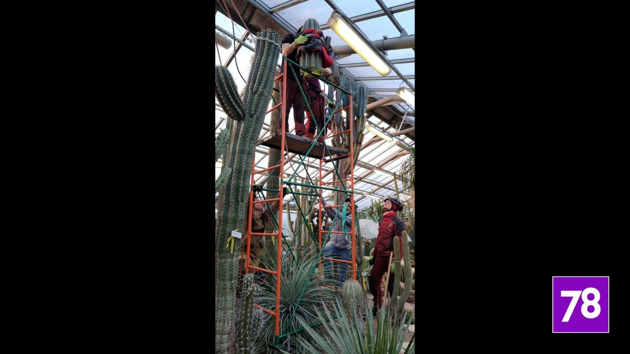 В ботаническом саду «обезглавили» эхинопсис Тершека В ботаническом саду «обезглавили» эхинопсис Тершека