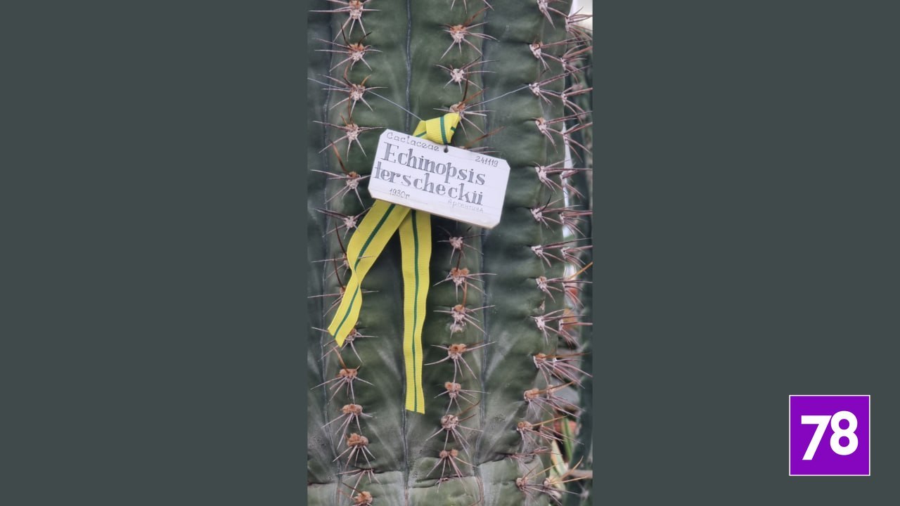 В ботаническом саду «обезглавили» эхинопсис Тершека В ботаническом саду «обезглавили» эхинопсис Тершека