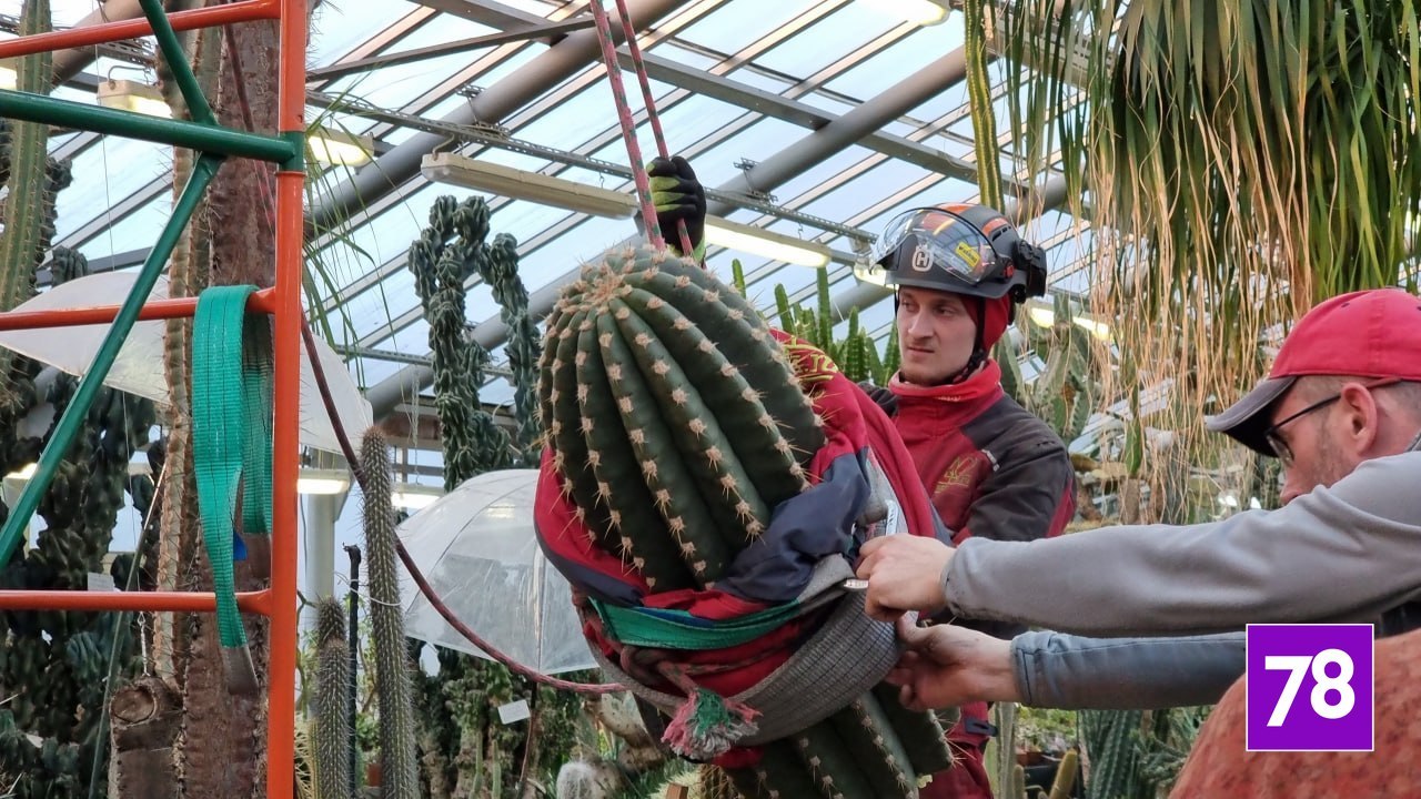 В ботаническом саду «обезглавили» эхинопсис Тершека В ботаническом саду «обезглавили» эхинопсис Тершека