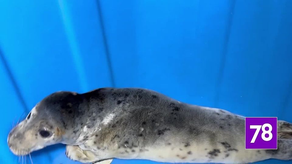 ������������ ����������� ������� ������ � ���� ������ ���������� �����