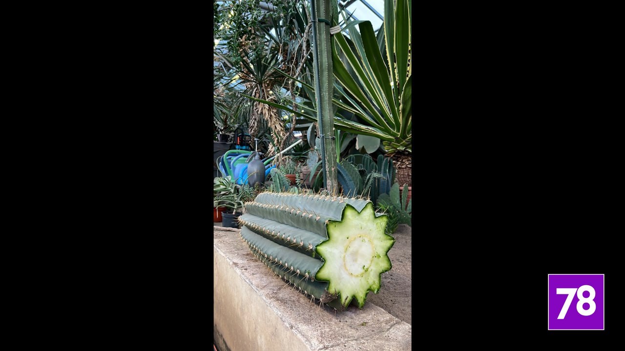 В ботаническом саду «обезглавили» эхинопсис Тершека В ботаническом саду «обезглавили» эхинопсис Тершека