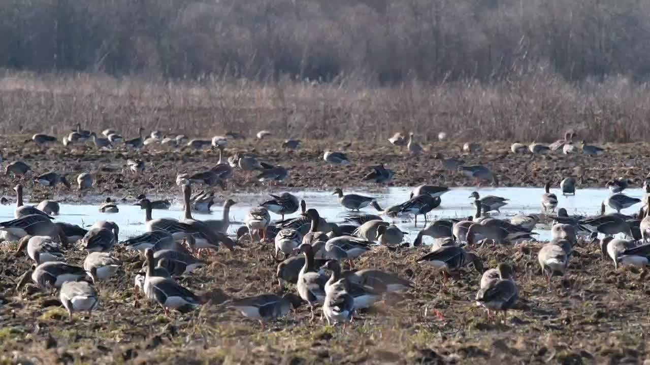 Весна в Петербурге разбудила не только флору, но и фауну