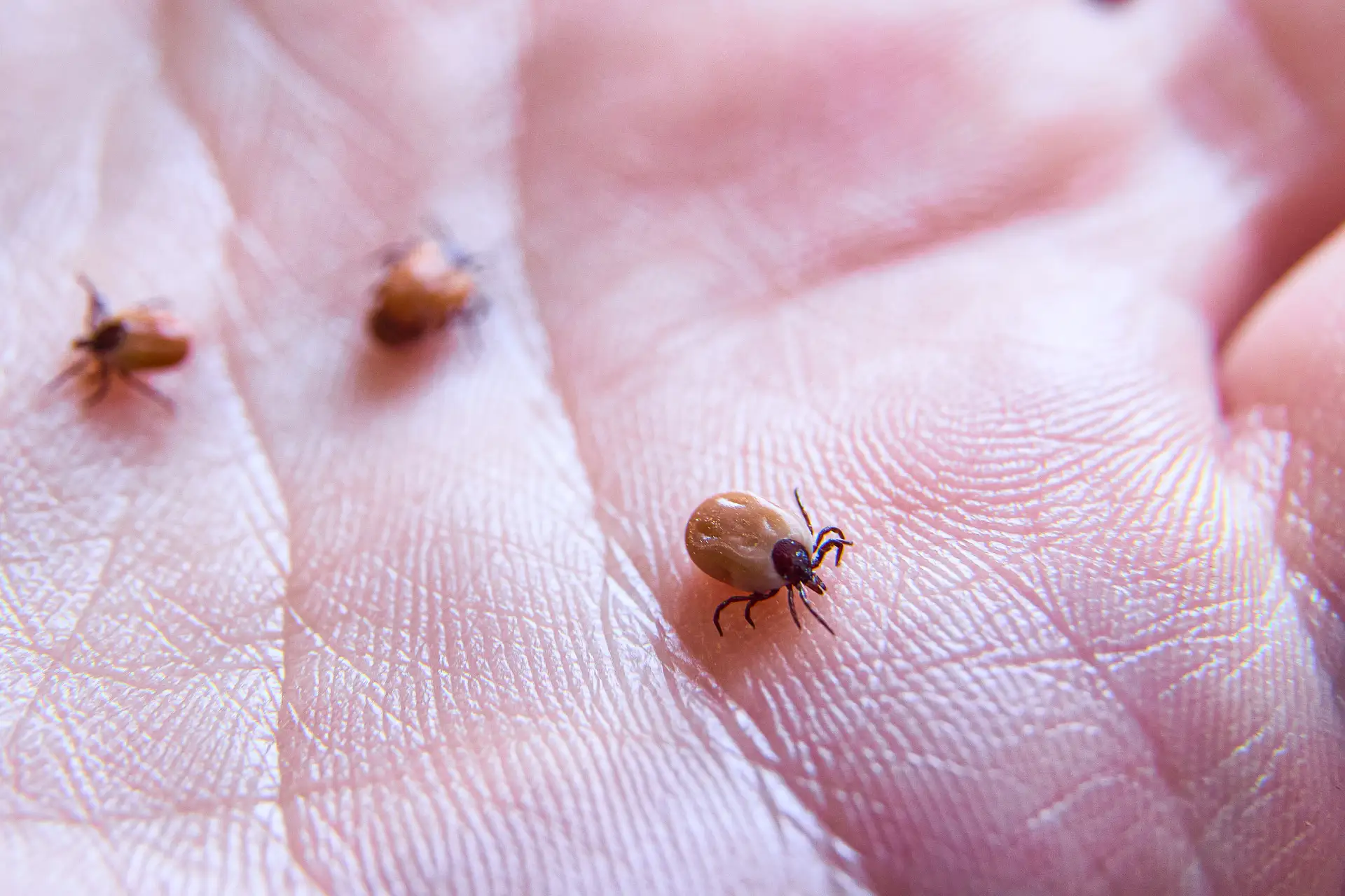 За неделю в Петербурге и Ленобласти к врачам из-за укусов клещей обратились более 140 человек