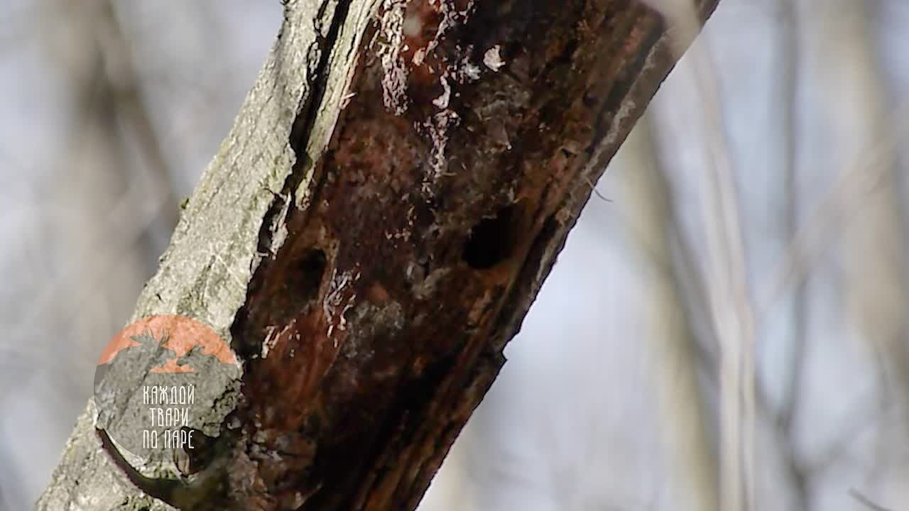 Самый крошечный дятел России прилетел в Петербург