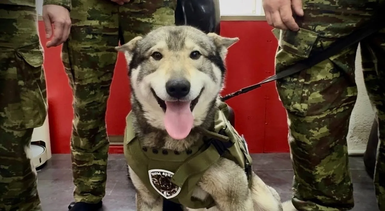 Псы войны. и собакам нужна броня Псы войны. и собакам нужна броня
