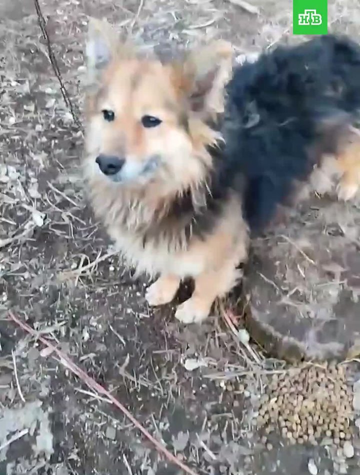 Волонтеры «Доброго города» ищут дом для пятерых брошенных собак