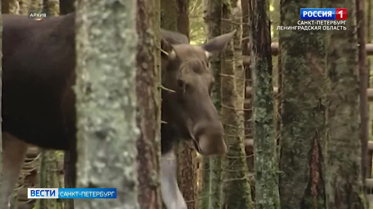 Специалисты рассказали о правилах поведения при весенней встрече с животными, птицами и змеями