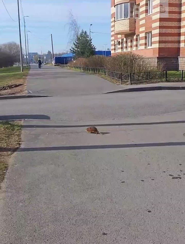 В Приморском районе спасли заблудившуюся ондатру