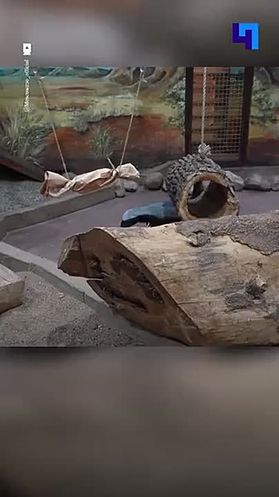 В Московском зоопарке показали, как медоед Нео решает головоломки ради еды