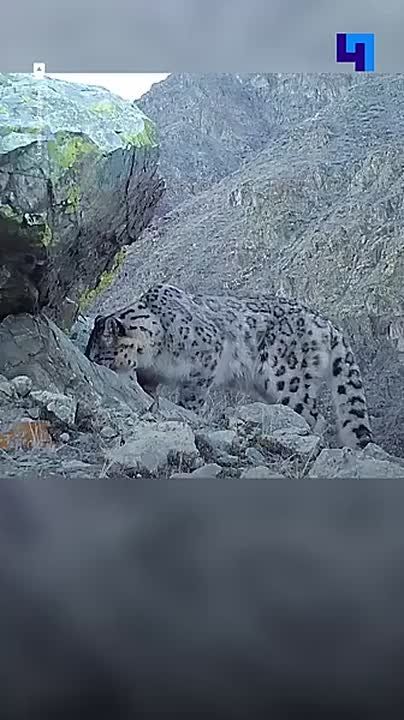 ������� ������: ����������� ����� ������ ������� �������� �����