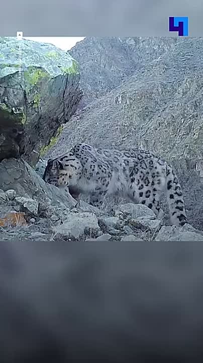 «Улыбка» ирбиса: фотоловушка сняла редкую реакцию снежного барса