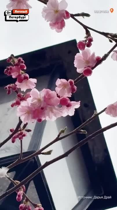 ������ � ���� ������ ������������ �� ������