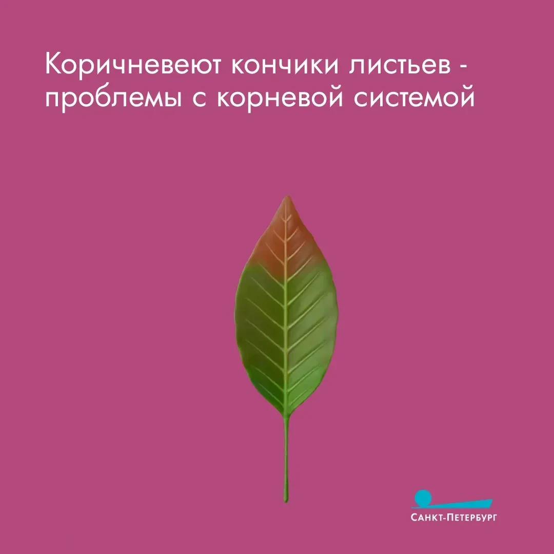 Смело можно сказать, что весна уже расцвела на наших с вами подоконниках Смело можно сказать, что весна уже расцвела на наших с вами подоконниках