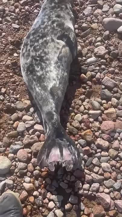 В Петербурге спасли двух серых тюленей: один из них получил прозвище «Меховые штанишки»