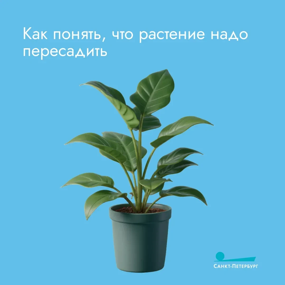 Смело можно сказать, что весна уже расцвела на наших с вами подоконниках