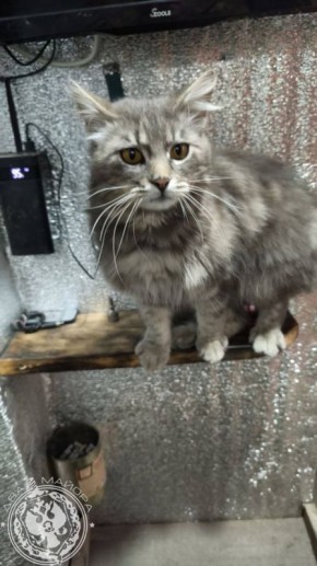 ��� ������: ������� ������ �������