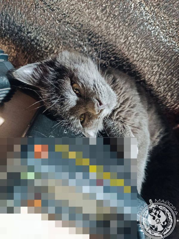 ��� ������: ������� ������ �������