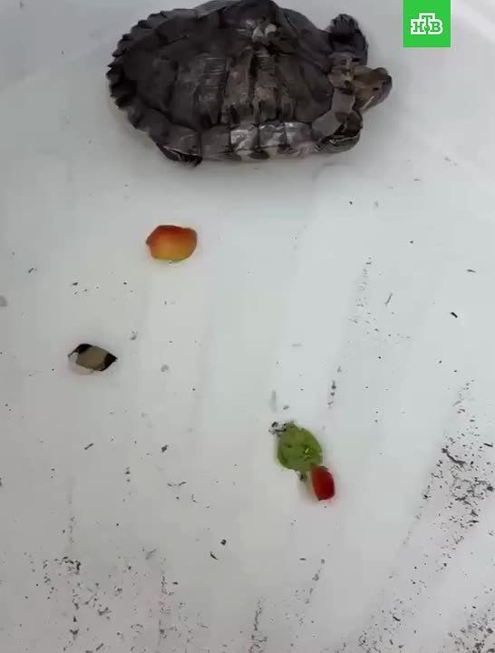 ���������, �� ������� ���������� �������, ����� ������ ��� ������� ����������