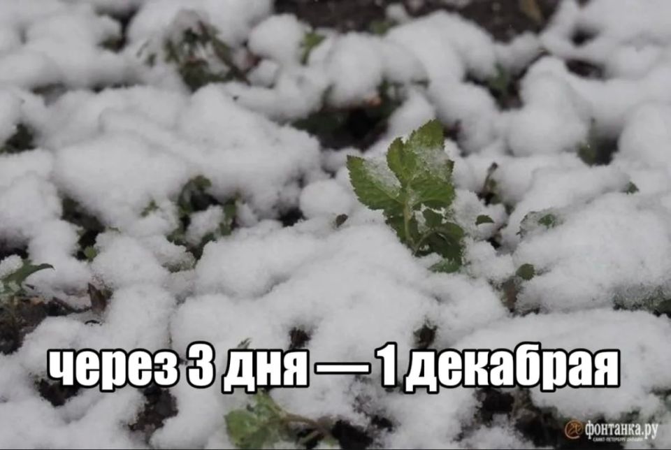 88% месячной нормы осадков получил Петербург за три дня