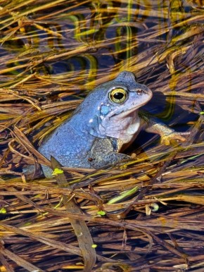 � ���������� ����� ����������� ������� ����� �������-��������