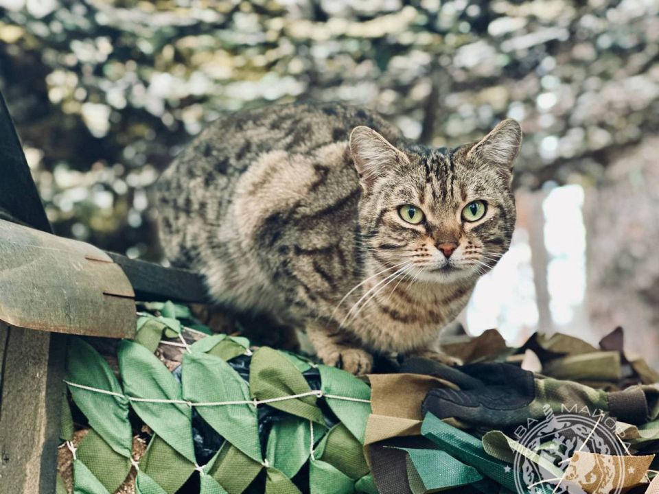 ��� ������: ������� ������ �������