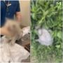 280K рублей на спасение кошки — столько скинули жильцы дома на Яхтенной за пару дней
