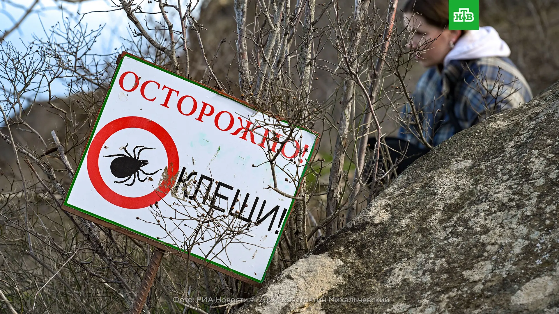 Клещей в этом сезоне на территории Петербурга и области будет много