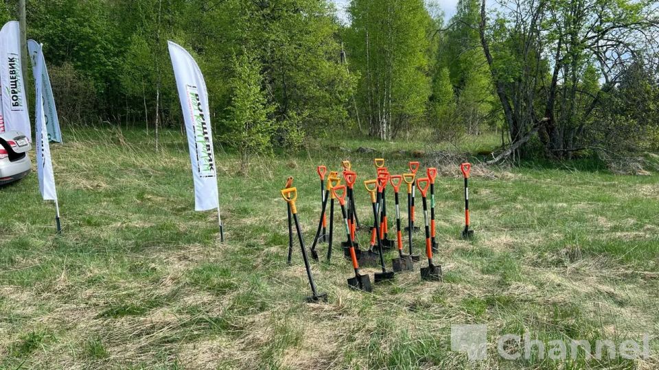 В Ленобласти волонтеры всероссийского общества охраны природы по 78 и 47 регионам помогают очищать территории от борщевика В Ленобласти волонтеры всероссийского общества охраны природы по 78 и 47 регионам помогают очищать территории от борщевика