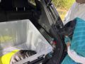Пять нерпят за выходные — и у специалистов Фонда друзей балтийской нерпы снова почти нет сна