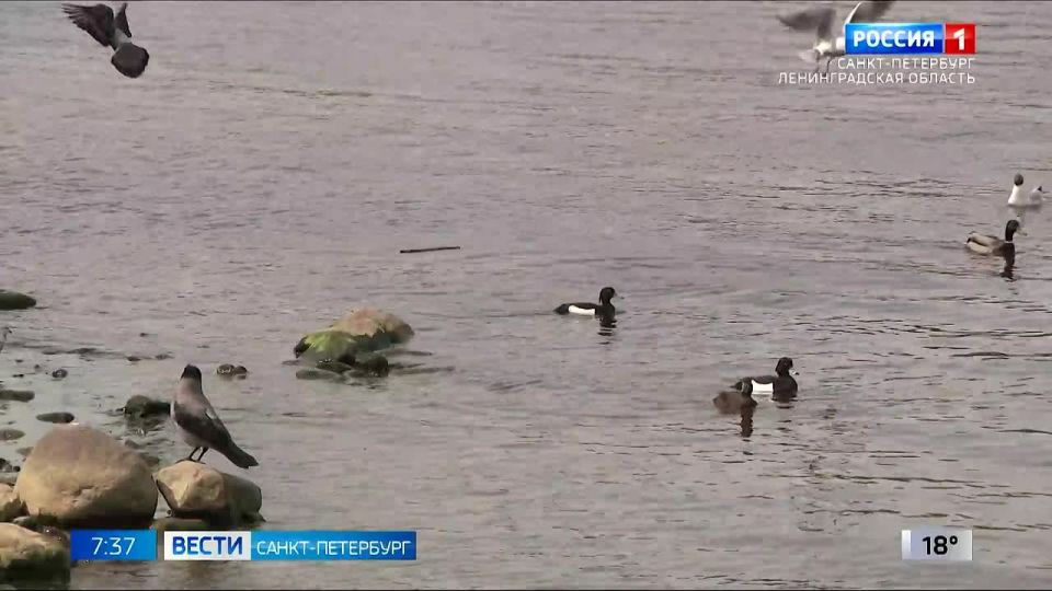 Вести Санкт-Петербург. Выпуск 07.35 от 19.05.2026