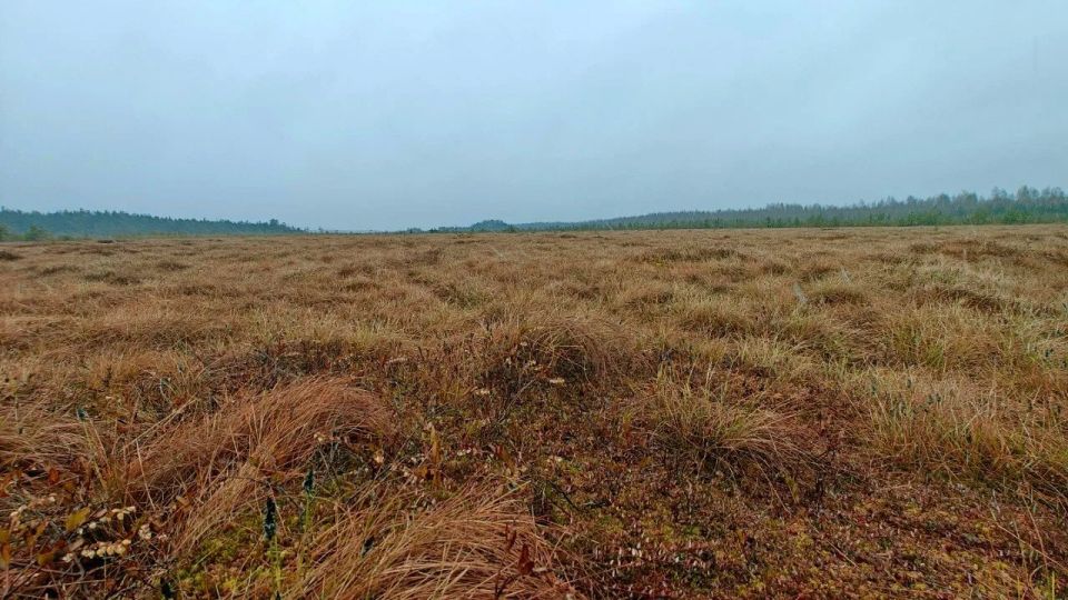 После снежной зимы на болотах Ленобласти сохранился хороший урожай клюквы После снежной зимы на болотах Ленобласти сохранился хороший урожай клюквы