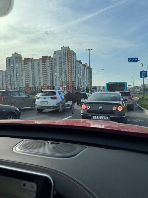 С лосем из Мартыновского сквера всё в порядке С лосем из Мартыновского сквера всё в порядке