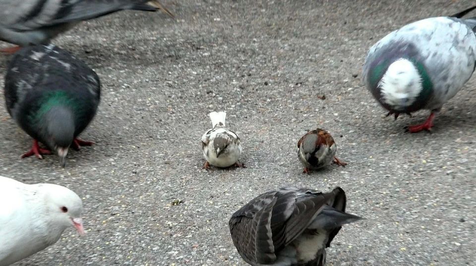 В Петербурге заметили редкого белого воробья В Петербурге заметили редкого белого воробья
