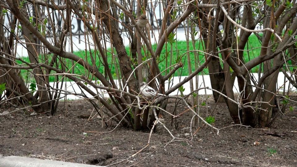 В Петербурге заметили редкого белого воробья