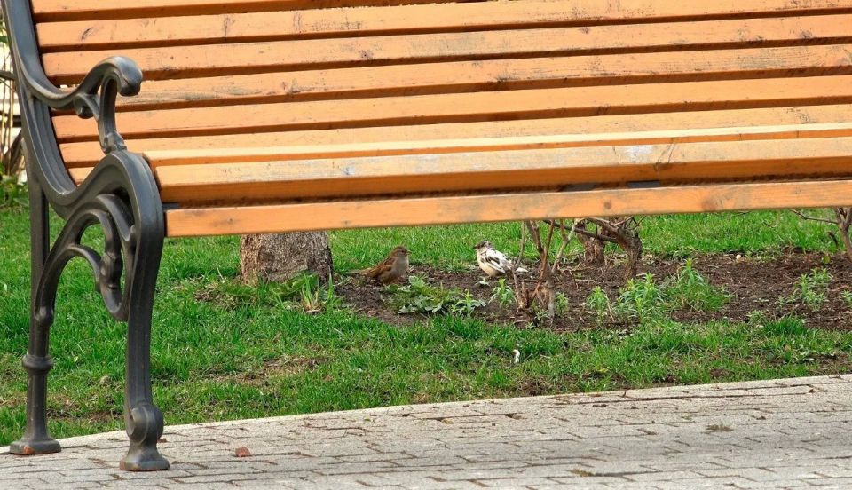 В Петербурге заметили редкого белого воробья В Петербурге заметили редкого белого воробья